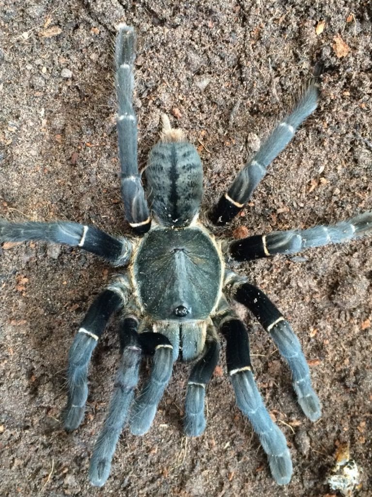 Asian Tarantula