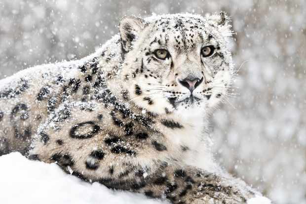 Snow Leopard