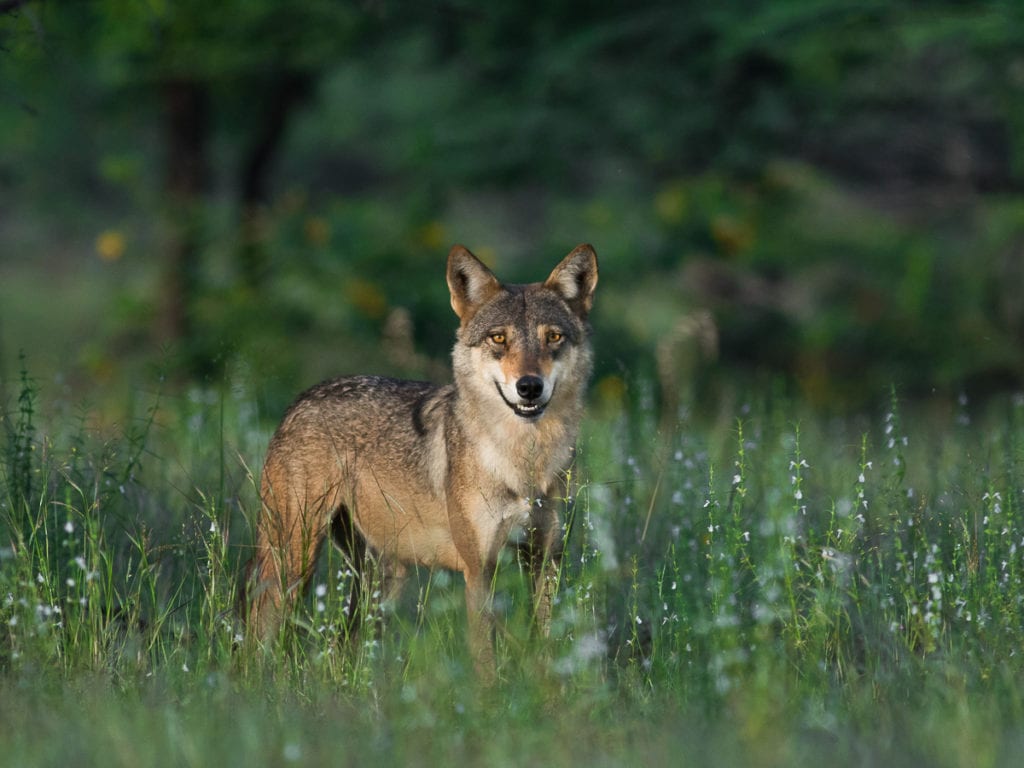 The Indian Wolf