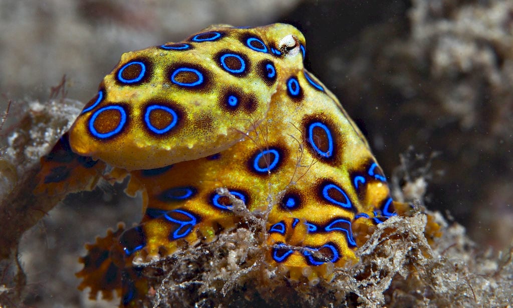 Blue Ringed Octopus
