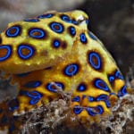 Blue Ringed Octopus