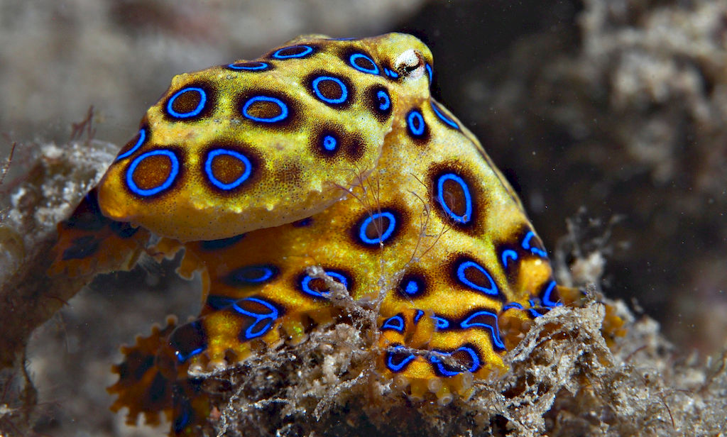 Blue Ringed Octopus