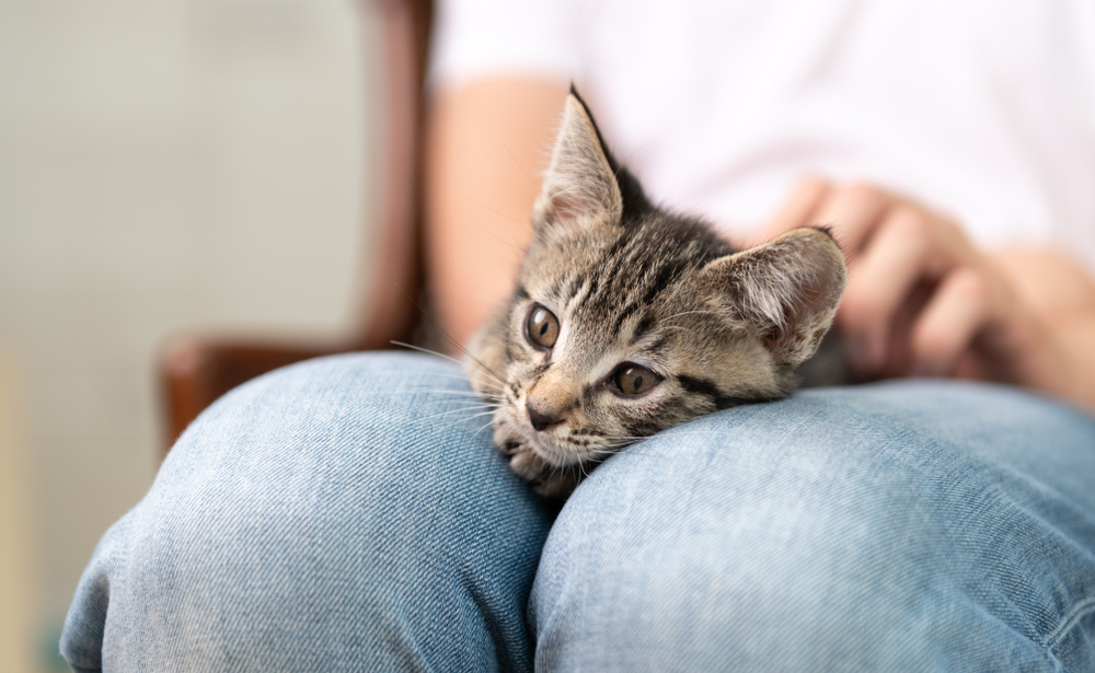 Scientists Have Created A Vaccine That Stops Cat Allergies
