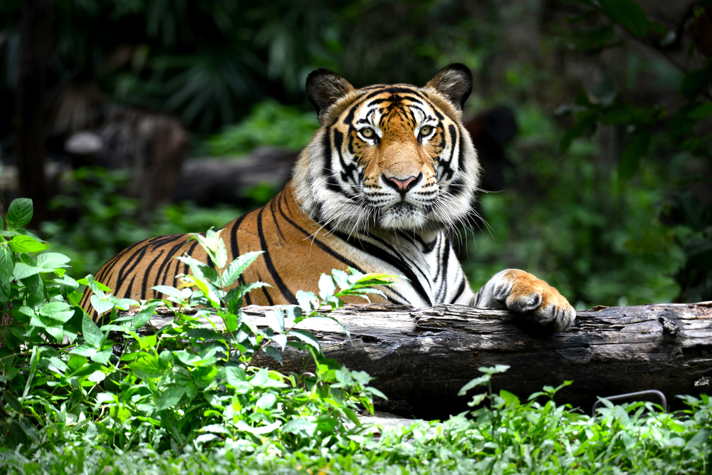 India’s Tiger Population Has Grown By 33 Percent Since 2014