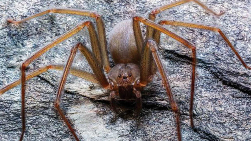 New “Flesh Eating” Species Of Spider Found In Mexico