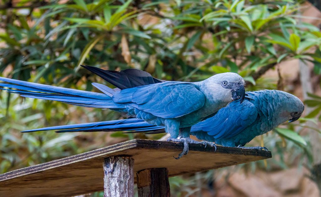 10 Parrots That Most People Don’t Know Exist.