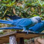 10 Parrots That Most People Don’t Know Exist.