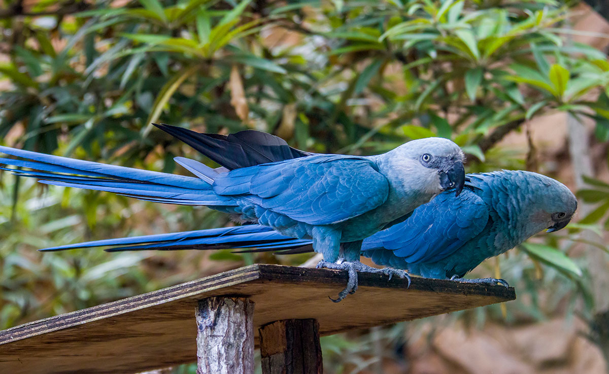 10 Parrots That Most People Don’t Know Exist.