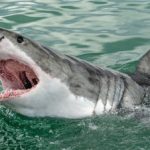 The Full Lowdown on Shark Attacks