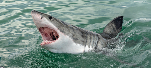 The Full Lowdown on Shark Attacks