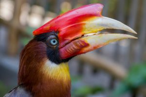 The World's Five Rarest Birds (2023)