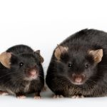 The World’s Five Largest Rodents