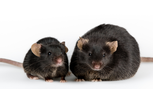 The World’s Five Largest Rodents