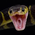Five of the World’s Deadliest Snakes