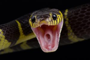Five of the World's Deadliest Snakes