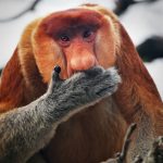 Five of the World’s Most Spectacular Monkeys