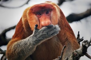 Five of the World’s Most Spectacular Monkeys
