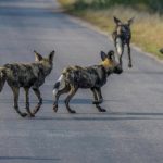 Five of the World’s Rarest Canines