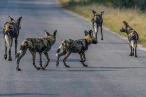 Five of the World’s Rarest Canines