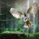 The UK’s Five Species of Owl