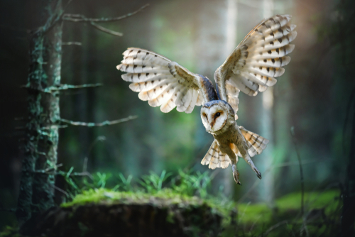 The UK’s Five Species of Owl