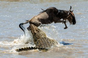 The Five Largest Species of Reptile