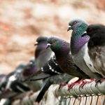 The UK’s Five Wild Doves and Pigeons