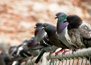 The UK's Five Wild Doves and Pigeons