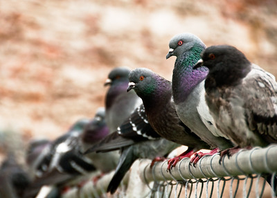 The UK’s Five Wild Doves and Pigeons