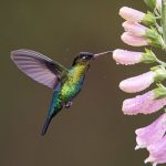 The Amazing Hummingbird