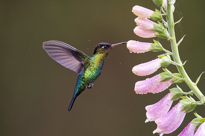 The Amazing Hummingbird