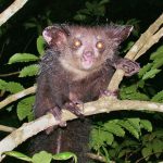 Five ‘One-Of-A-Kind’ Animals