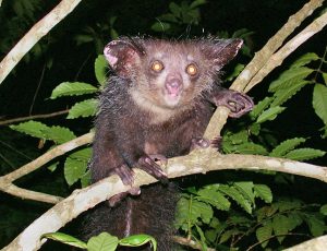 Five ‘One-Of-A-Kind’ Animals