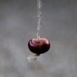 Britain’s Lost Traditions: Conkers