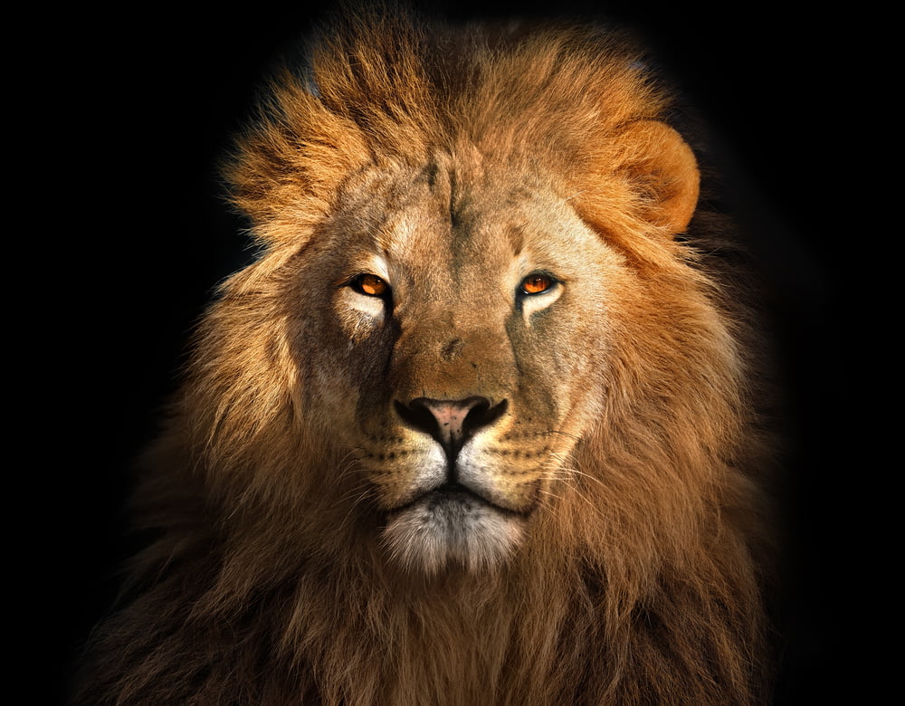 The Lion King Hits $1Bn!
