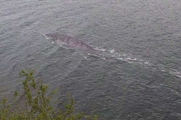 Real or Fake? Loch Ness Monster Found? | Entertainment