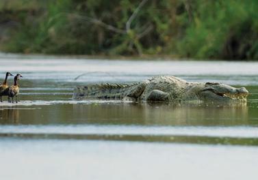 The Man Eating Crocodiles?