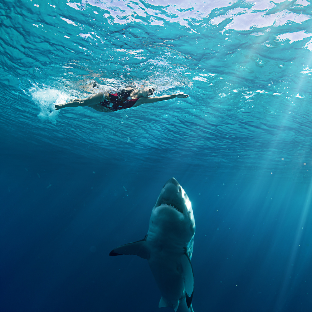 47 Meters Down Uncaged Latest Movie News Reviews