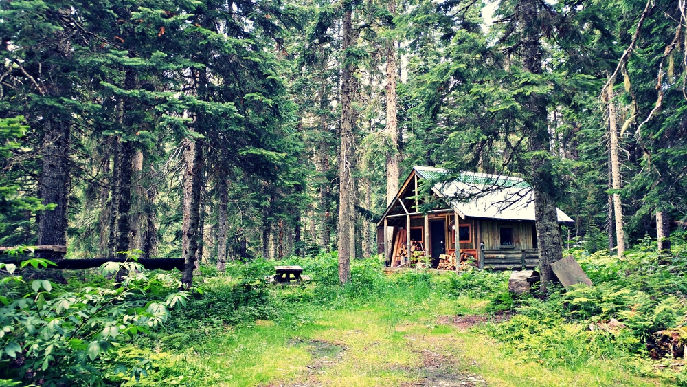 Cabin in the Woods!