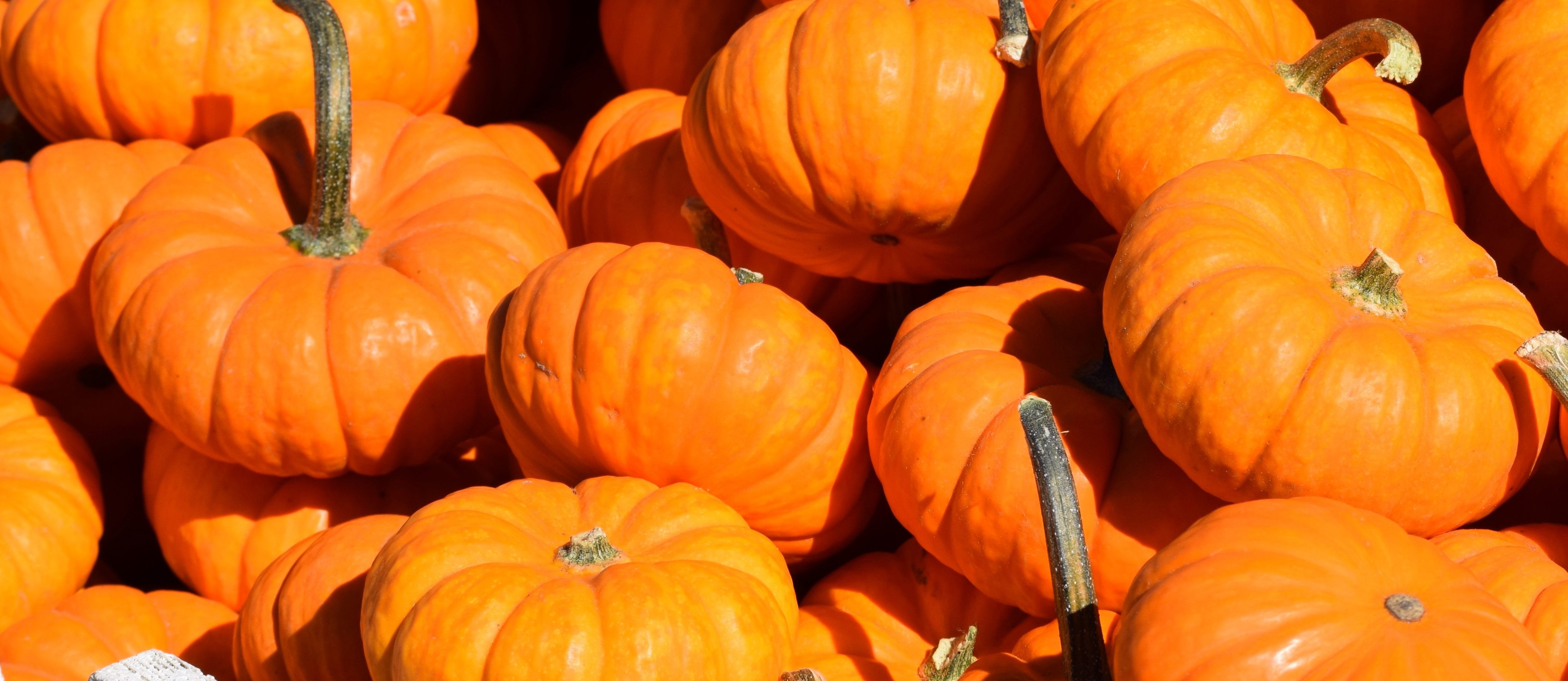 Left over pumpkins? Here are ways to use them up…