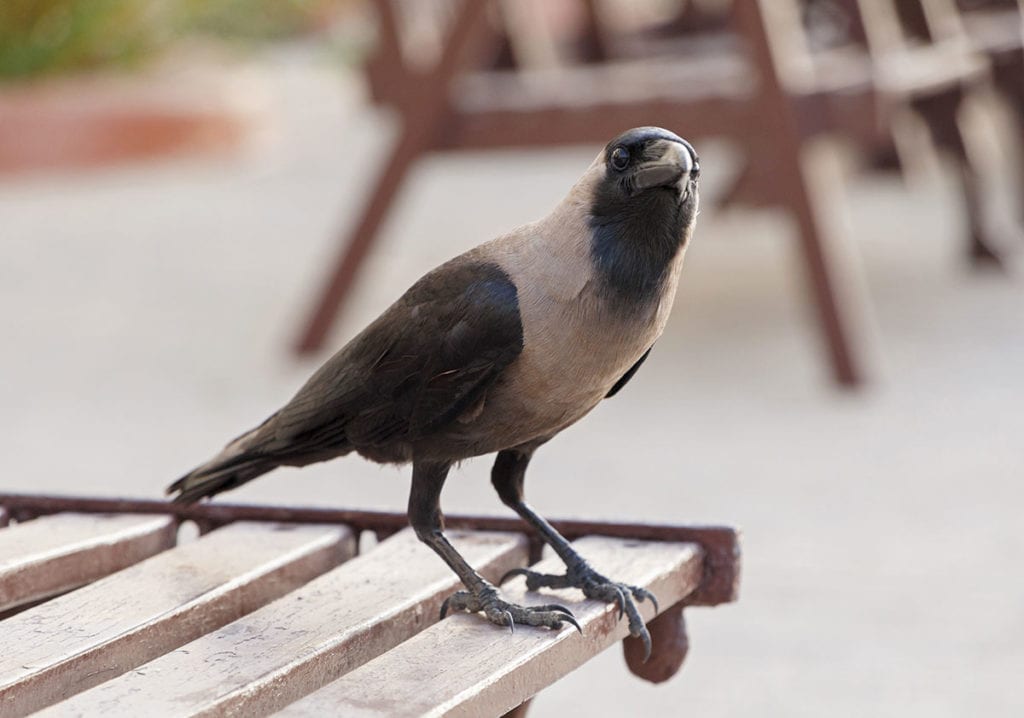 Bird Watching Five Common Indian Birds Every Visitor Will See.