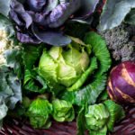 A Quick Guide to Growing Brassicas