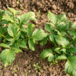 A Quick Guide to Growing Potatoes