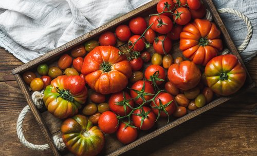 A Basic Guide to Growing Tomatoes