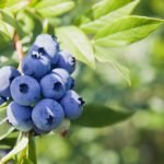 A Quick Guide to Growing Blueberries