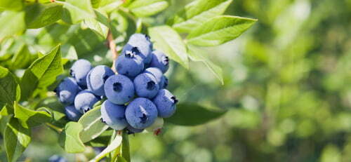 A Quick Guide to Growing Blueberries