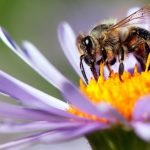 How to create a garden best for bees