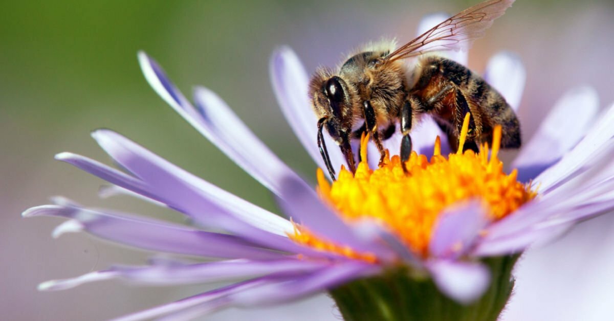How to create a garden best for bees
