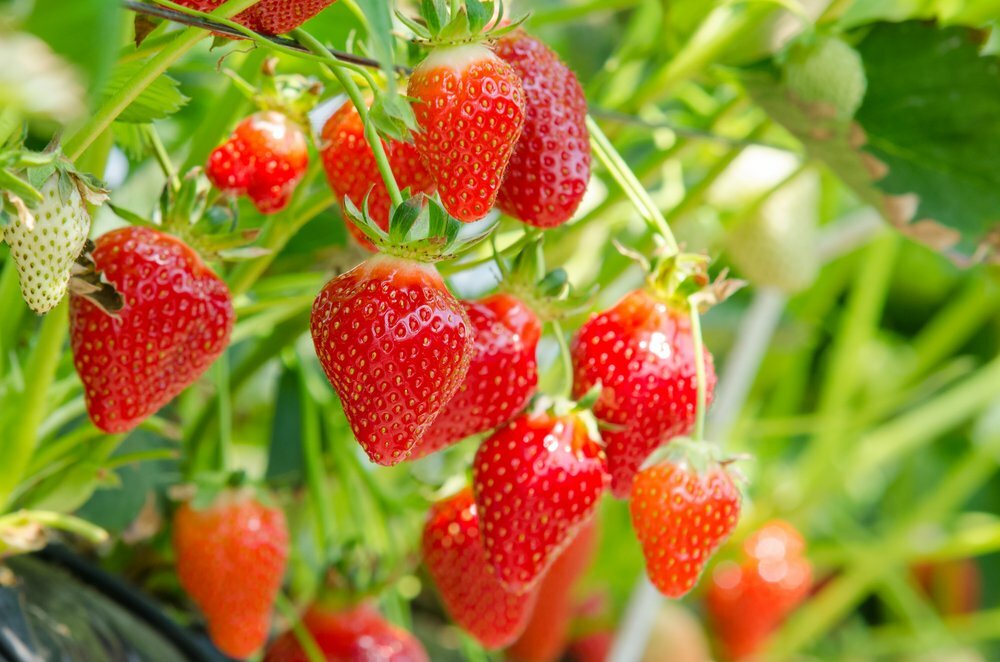 How to Grow Strawberries