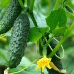 How to grow Cucumbers